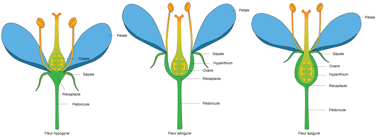 Coupe-dune-fleur-Hermaphrodite