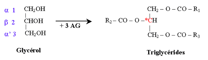 Lipides Triglyc rides formation Structure Acides Gras Lipides Triglyc rides formation Structure Acides Gras