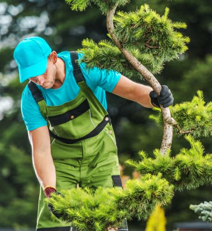 Arboriculteur