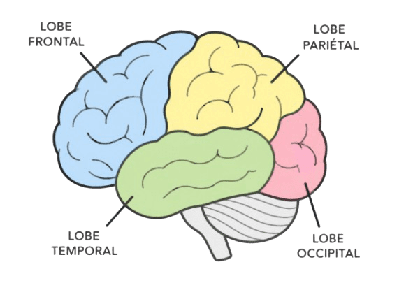 cerveau